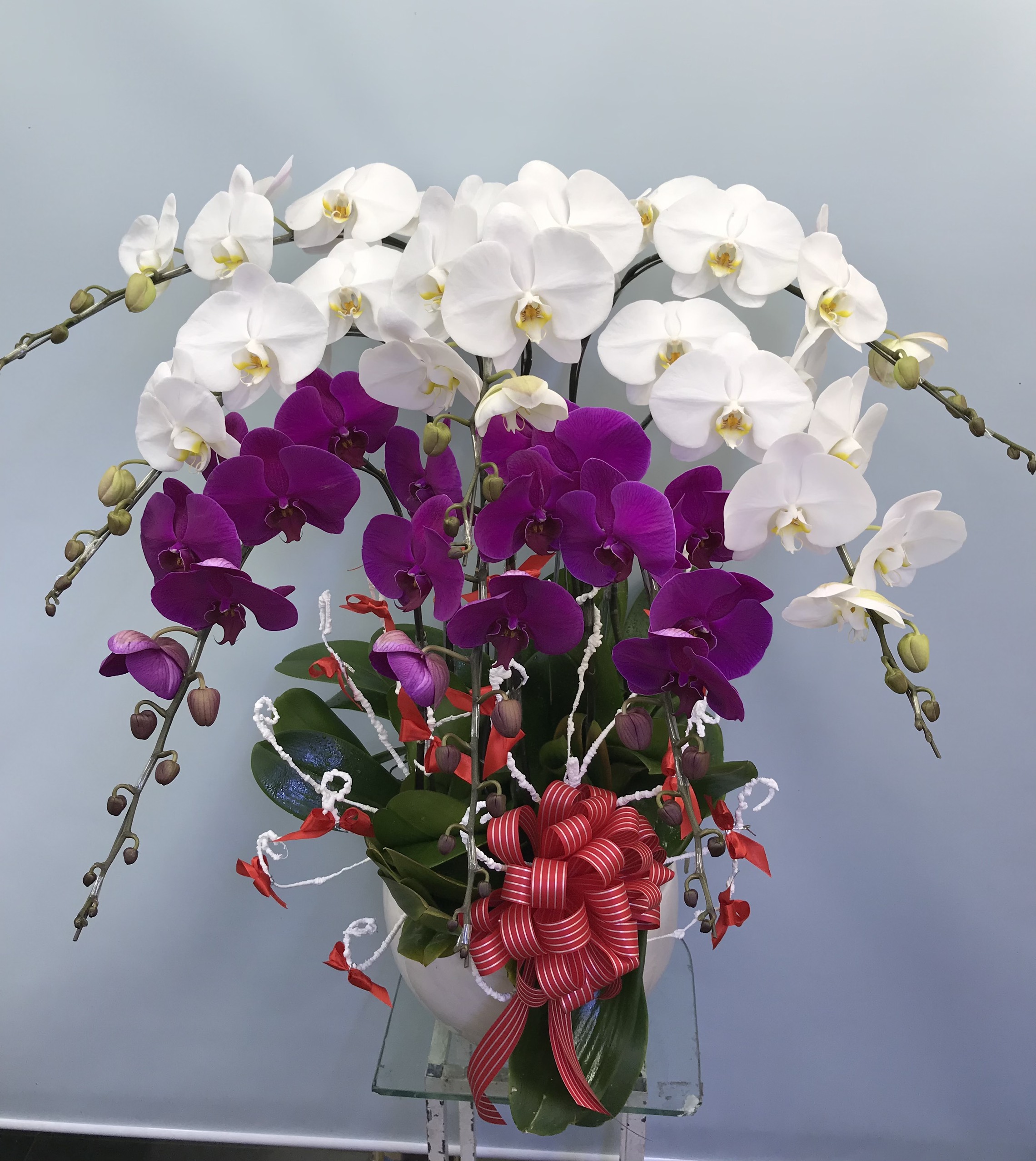 Hoa Lan Khai Trương 00117